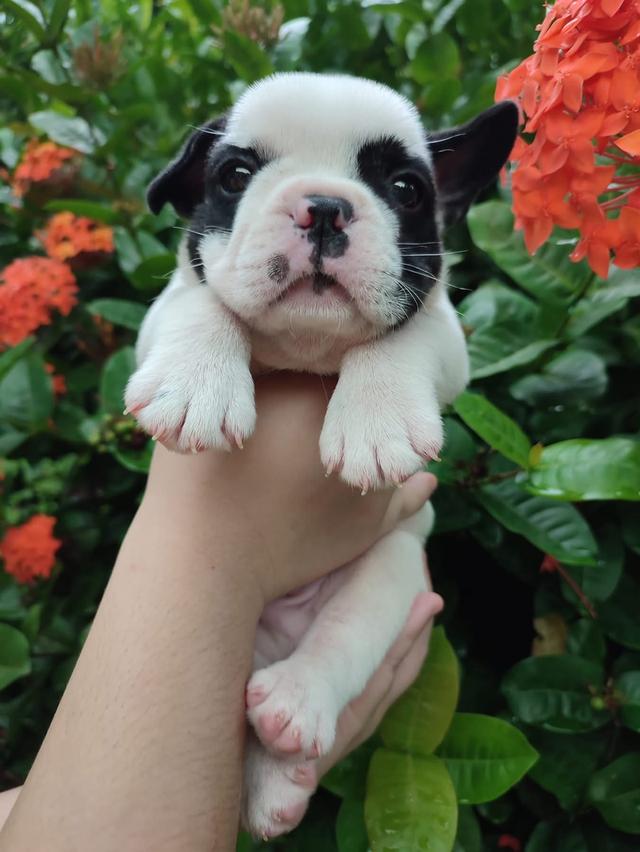 ลูกหมา French Bulldog พันธุ์แท้ 3