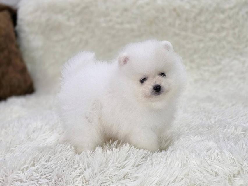 ปอมเมอเรเนียนแท้ สีขาว และสีขาวครีม เพศผู้ พิกัดรามอินทรา 10