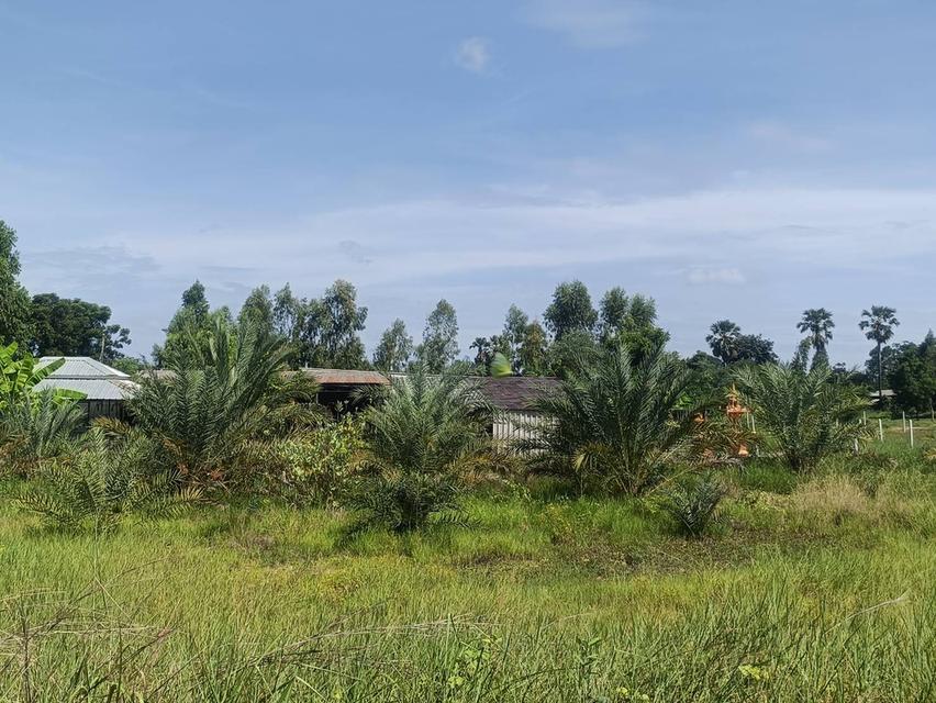 ที่ดินสุพรรณบุรี 7 ไร่ 2,500,000 ต.ดอนเจดีย์ อ.ดอนเจดีย์ จ.สุพรรณบุรี แปลงเดียวเท่านั้น โทร.อ้วน 0836955375 2