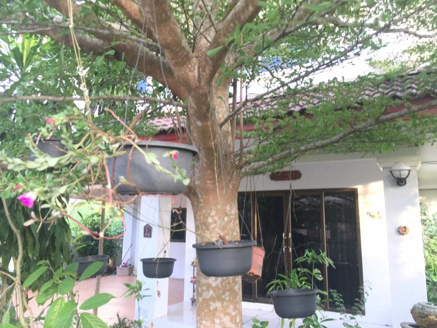 ให้เช่า บ้านเดี่ยว เมืองนครสยามนครธานี 250 ตรม. 70 ตร.วา 4นอน 3น้ำ 4จอดรถ ตกแต่งสวยเฟอร์ครบ พร้อมอยู่ ใกล้ BigC รพนครินท
