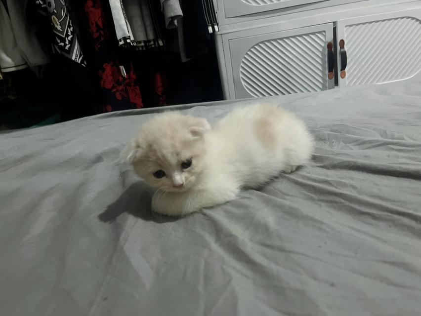 น้องแมวสก๊อตติสหูพับเพศผุ้ รูปที่ 3