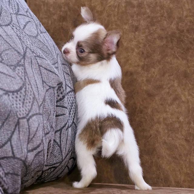 ชิวาวาแท้ขนยาว เพศชาย 10