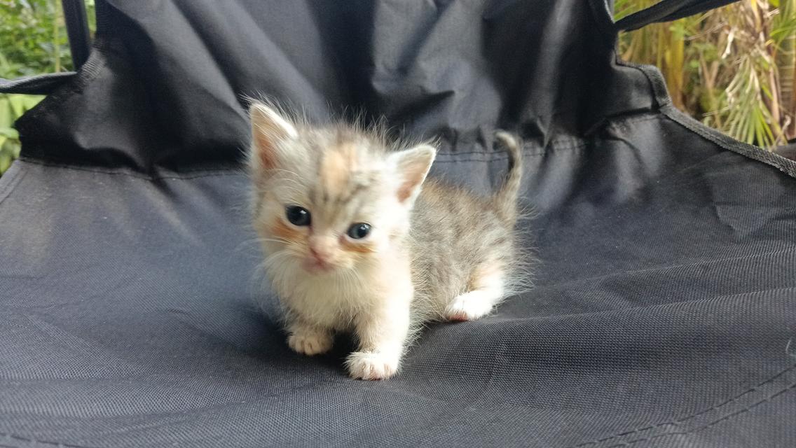 น้องแมวมัชกิ้นเพศเมีย 9