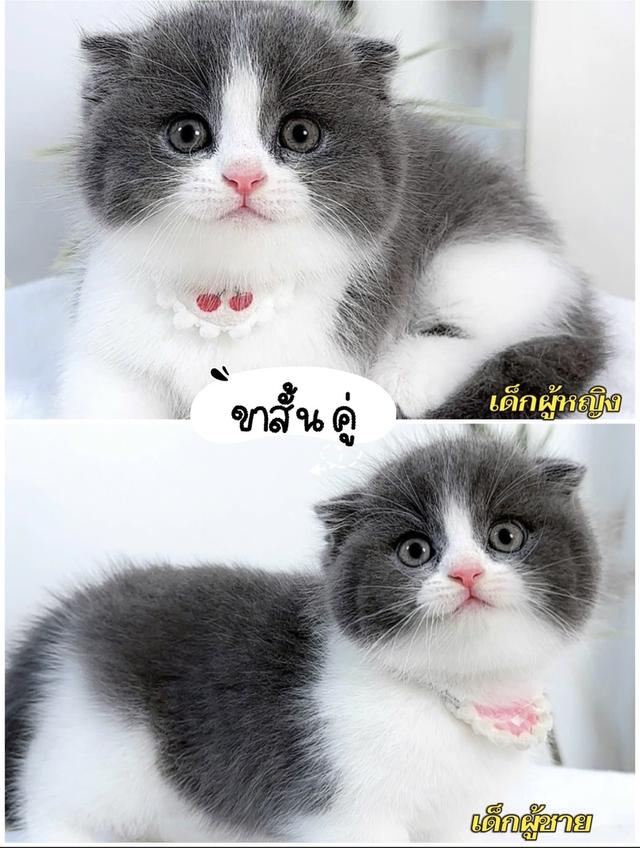 แมวบริติช แร็กดอล มันช์ดิ้น มาดูตัวจริงแมวได้ รูปที่ 7