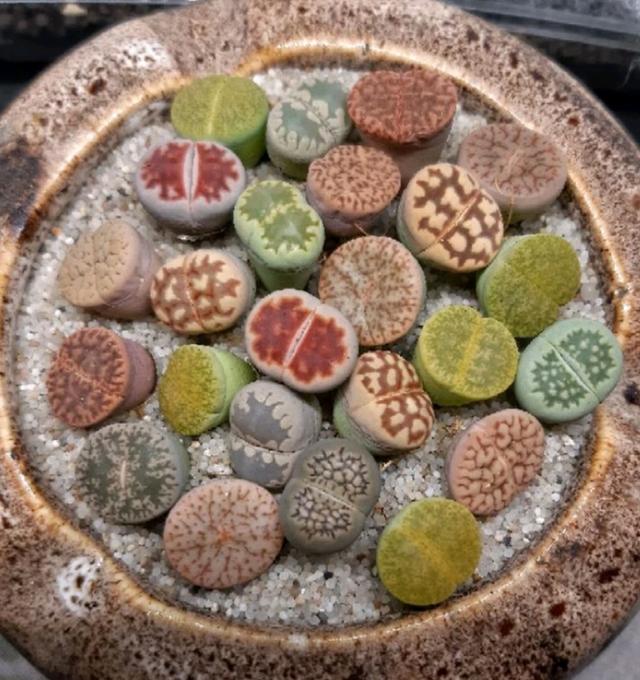 Lithops แบบสุ่ม 4