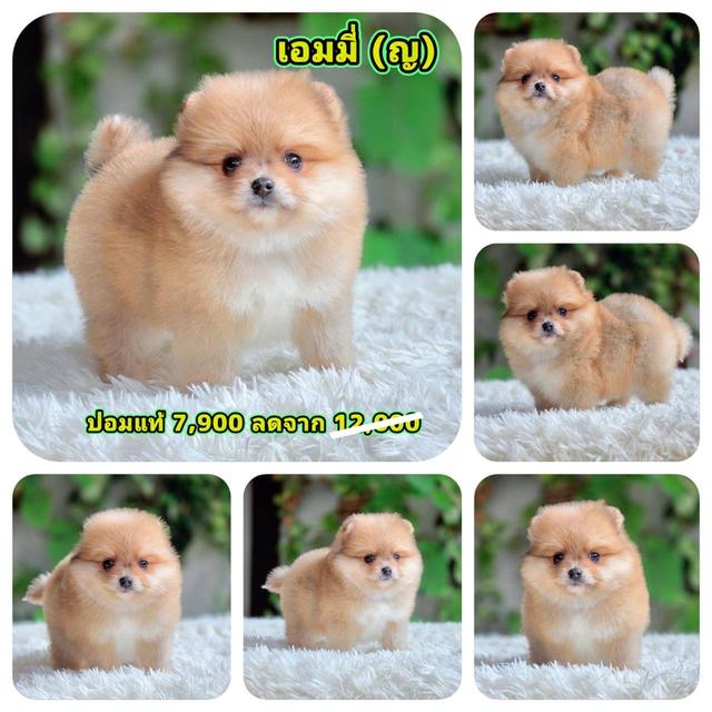 ปอมเมอเรเนียนแท้ เพศหญิง พร้อมย้ายบ้าน