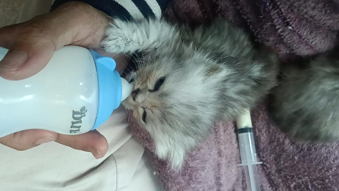 ลูกแมวเปอร์เซีย แท้ๆๆ นนทบุรี