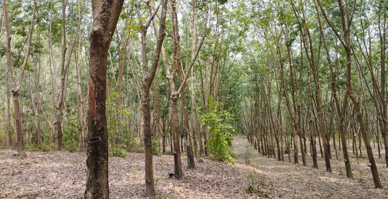 ขายสวนยางพารา จ.บึงกาฬ