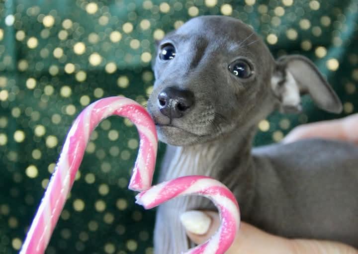 ขายหมาสายพันธุ์ Italian Greyhound สีดำ