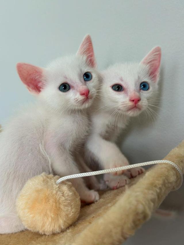 แมวขาวมณีสองตัวน่ารักนะไม่สนใจหรอ 2