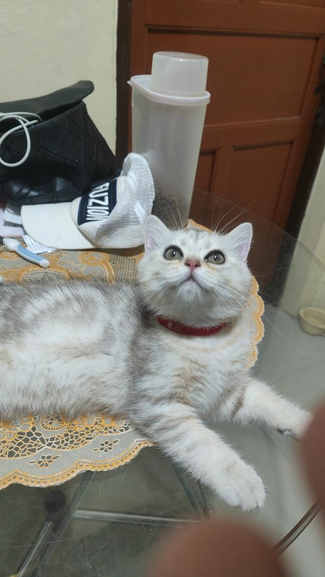 Scottish Fold (girl)