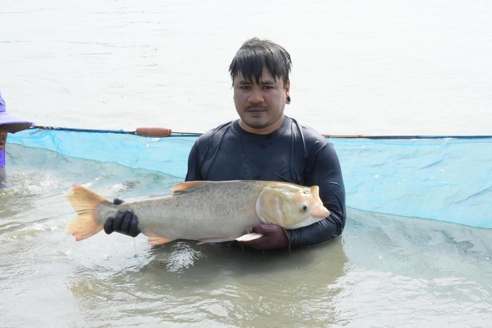 จำหน่าย ปลาใหญ่ ปลาแปลก แบบมีชีวิต 13