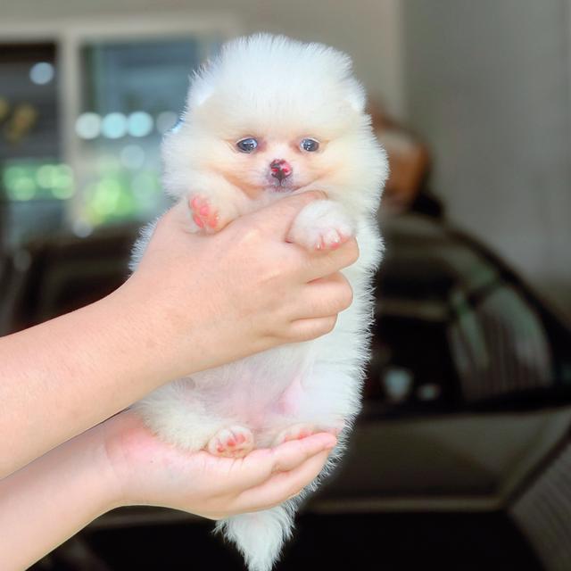 น้องกัสเบล Pomeranian sizeจิ๋ว สาวน้อยน่ารักผิวขาวสวยพร้อมซนจ้า