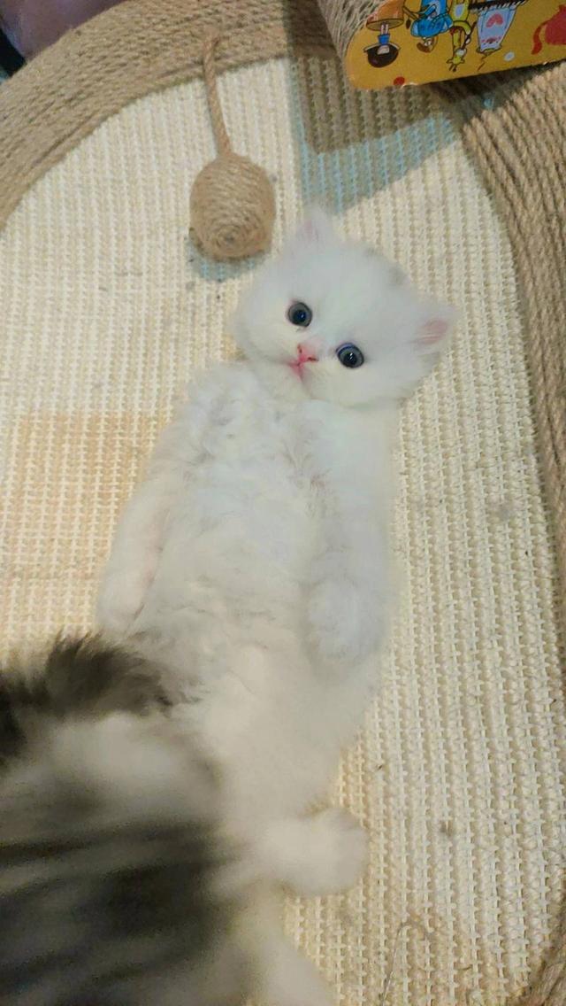 Persian cat เปอร์เซียแท้ (Lady)