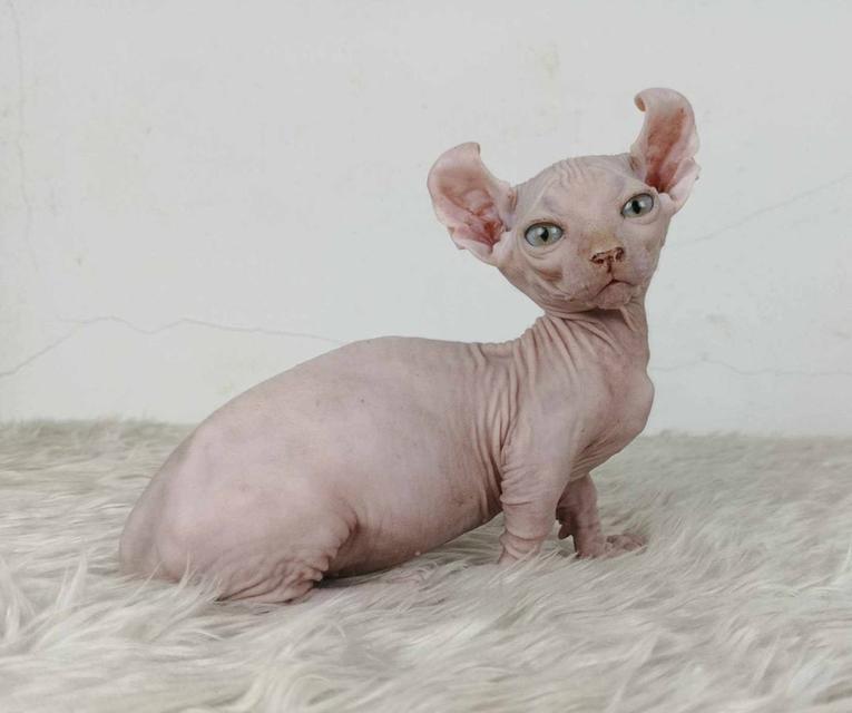30.แมวดเวล/เพศผู้ หาบ้าน Dwelf Cat/Male looking for a new home 7