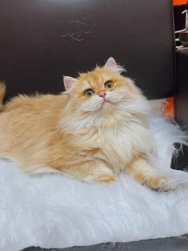 แมวบริติชสาวน้อย6เดือนny12 รูปที่ 4