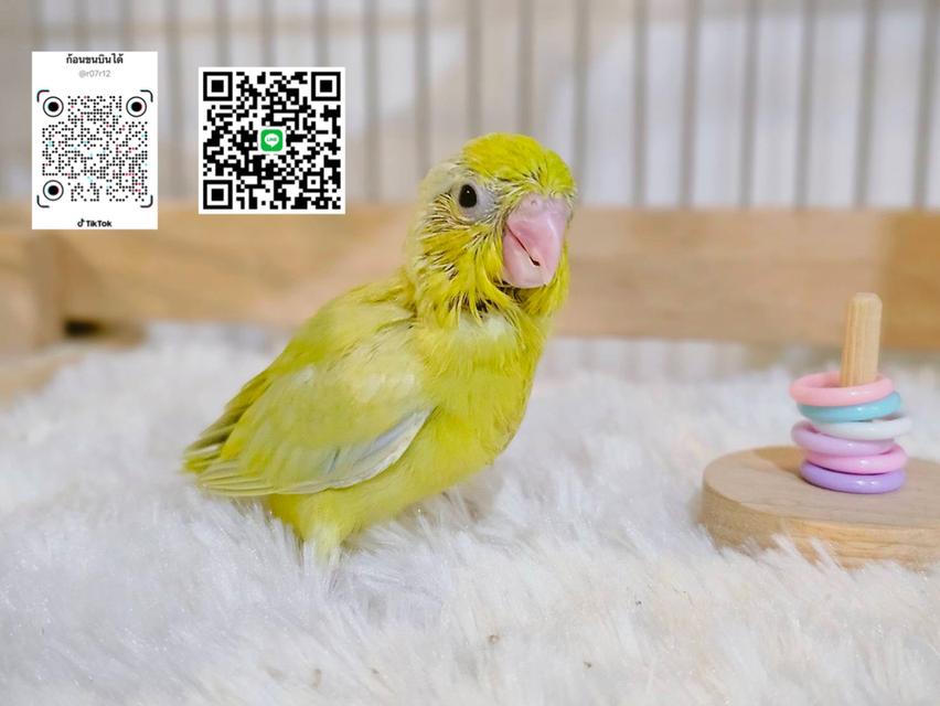 ฟอพัสสีอเมกันเยลโล่