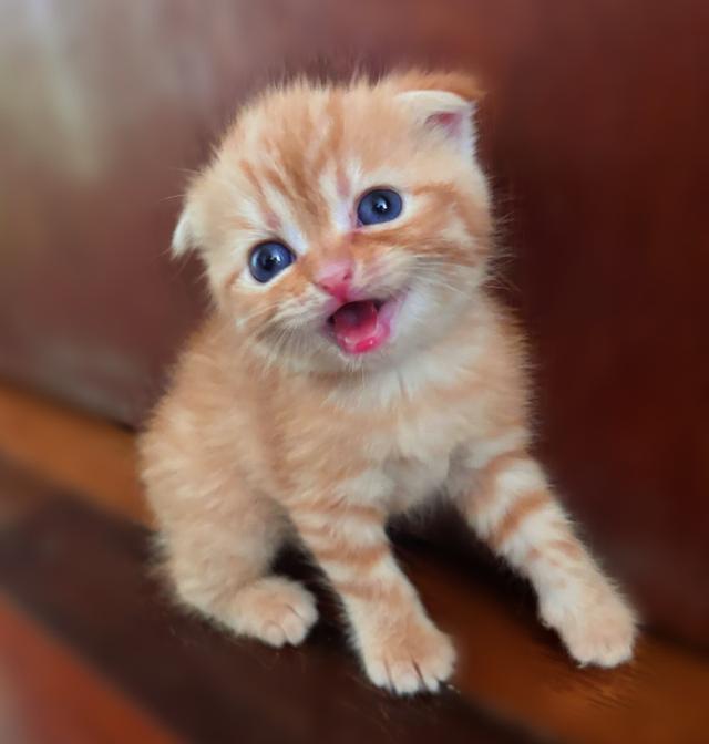 เปิดจองลูกแมวสก็อตติชแท้ รูปที่ 2