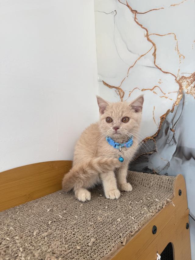 ลูกแมวพันธุ์บริติชแท้