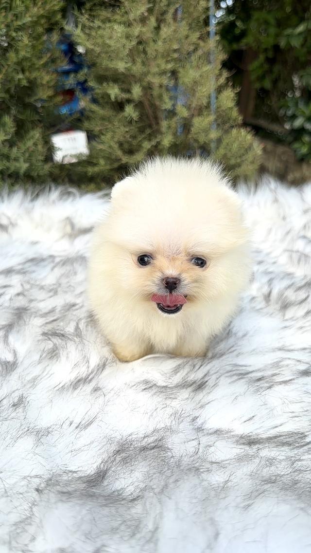 ลูกหมาปอมเกรดพรีเมี่ยม