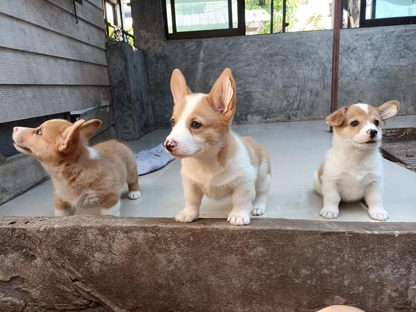 Welsh Corgi Puppies  WhatsApp me : +66 63 826 3042 รูปที่ 3