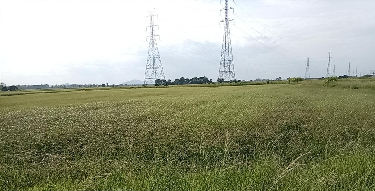ที่ดินเปล่าทางการเกษตร 5