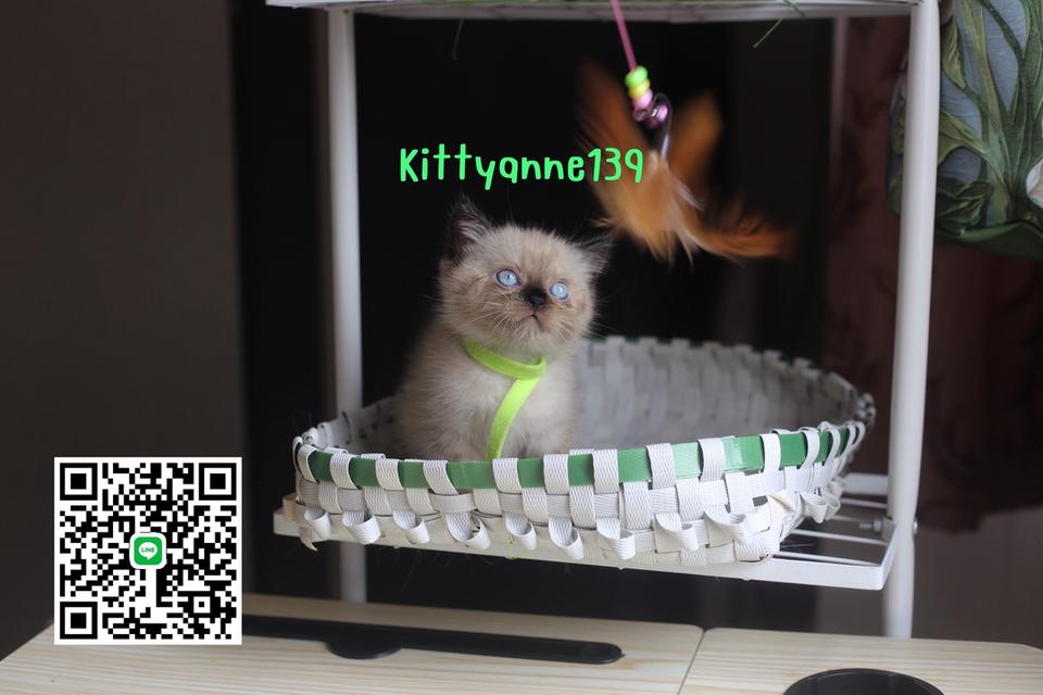 น้องแมวลูกครึ่งสก็อตติชเปอร์เซีย 11