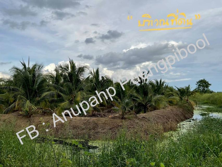 ขายที่ดิน พร้อมสวนมะพร้าว บ้านเลือก อำเภอโพธาราม จังหวัดราชบุรี 2