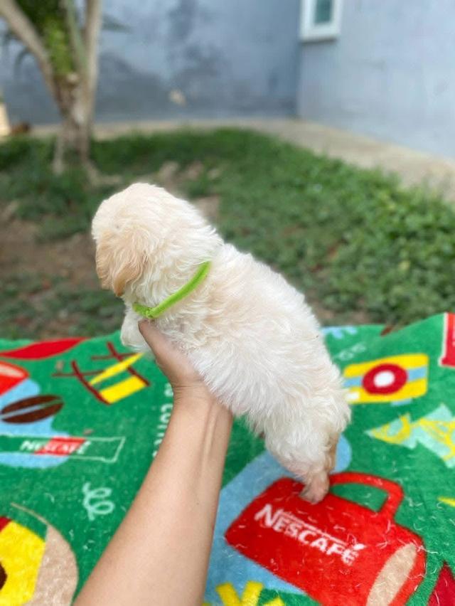น้องหมาหน้าตุ๊กตา ขนฟู สีครีม รูปที่ 3