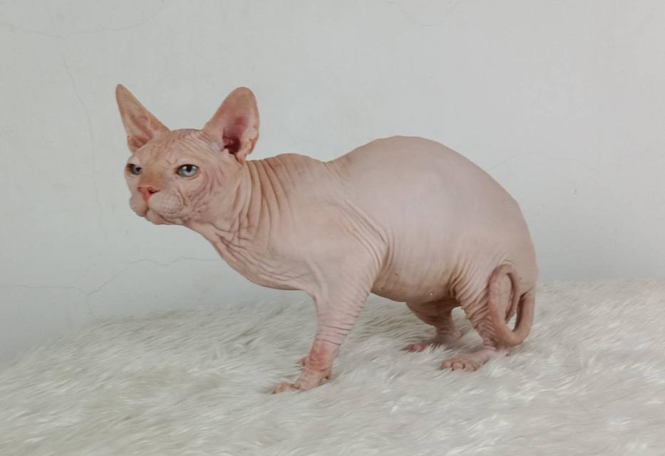 14.แมวสฟิงซ์/เพศผู้ หาบ้าน Sphynx Cat/Male looking for a new home 9