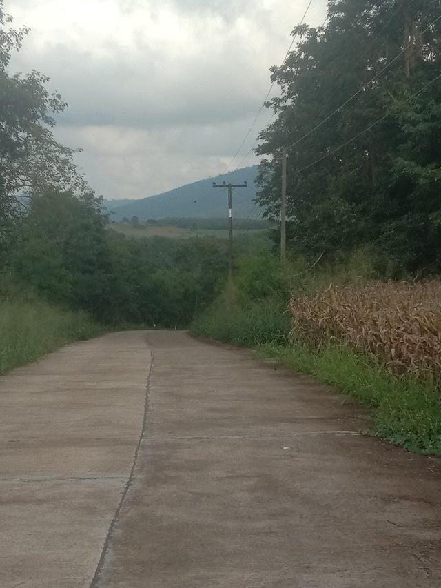 ที่ดินเปล่า 4 ไร่ ไร่ละ 3แสน ขายยกแปลง ไทรทองพัฒนา เข้าจากวัดแสงธรรม 4-5 กิโลเมตร อำเภอวังน้ำเขียว 2