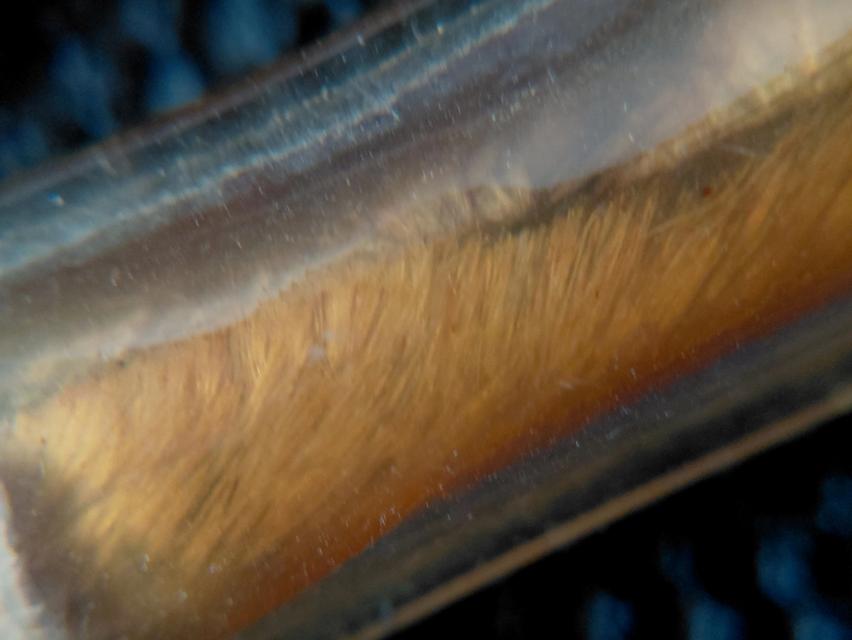 ตะกรุตหนังหน้าผากเสือ หลวงพ่อเที่ยง รูปที่ 6