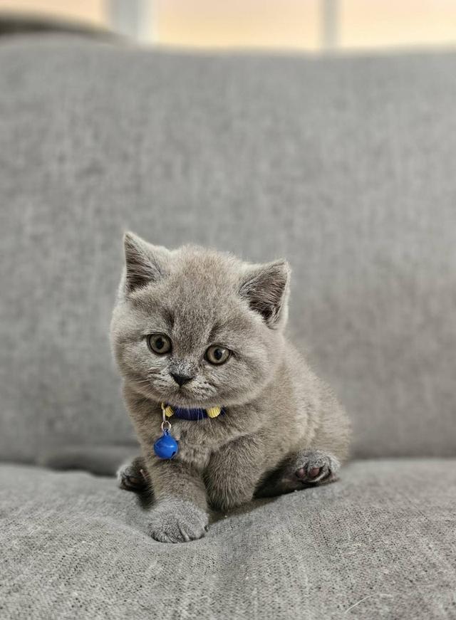 บริติชช็อตแฮร์แท้ น้องบลู 13