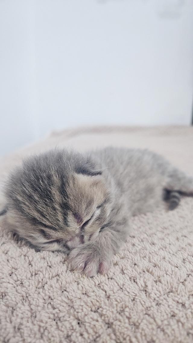 Scottish Fold สก็อตติชโฟลด์ แท้
