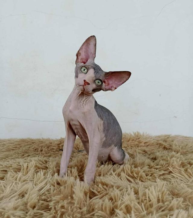 36.แมวสฟิงซ์/เพศผู้ Sphynx Cat/Male 5