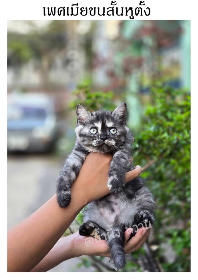 ส ก็ อ ต ติ ช โฟ ล ด์ รูปที่ 6