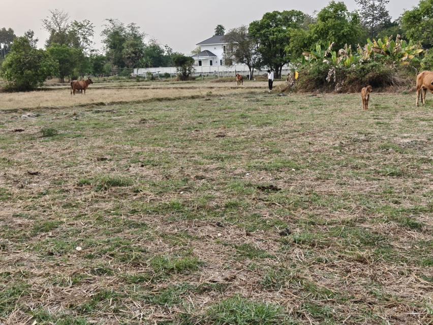 ขายที่ดินแปลงใหญ่ บ้านทุ่งขุนน้อย อุบลราชธานี ** เพียง 1.5 ลบ. ฟรีโอน ** (N.2029) 4