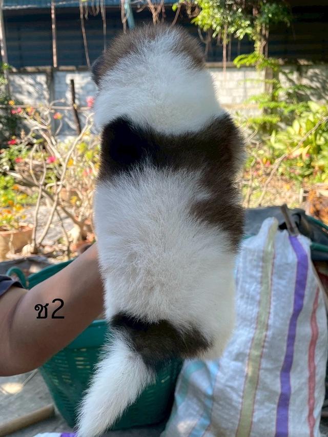 ลูกสนุัข พันธุ์บางแก้ว 7