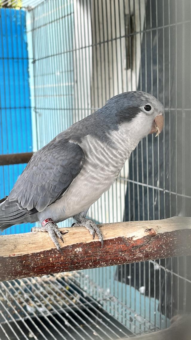 นกแก้วม๊องค์ Monk parrot