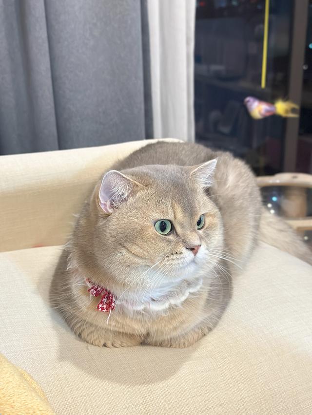 พ่อพันธุ์บริติชช็อตแฮร์