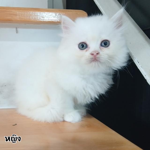 ขายลูกแมวเปอร์เซียน่ารัก ผู้ชาย ผู้หญิง พระรามสอง เทียนทะเล