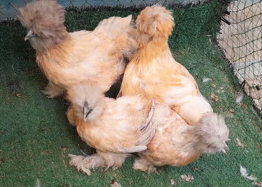 ซิลกี้ขนใบสีบัฟอายุ3ดือนชุด4ตัวผู้1เมีย3"โปรพิเศษส่งฟรีทั่วไทย" รูปที่ 11