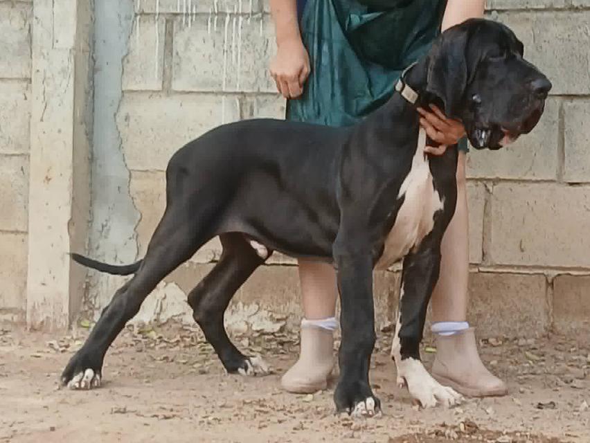 เกรทเดน Great dane for sale รูปย่อยที่ 2