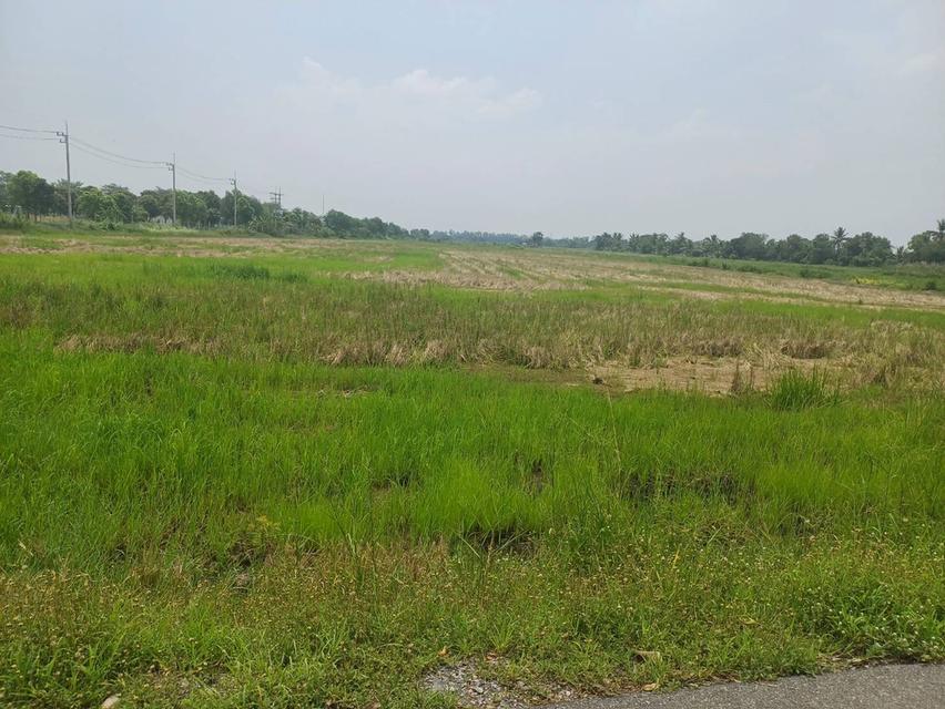 ขายที่ดิน30ไร่ยู่หนองจอก 1