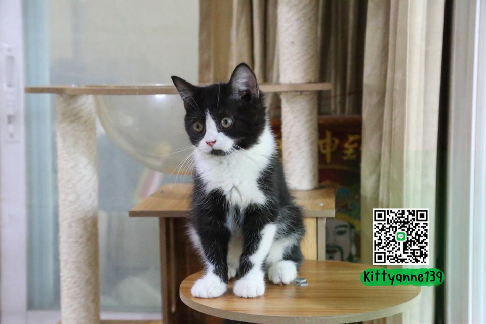 ลูกแมวบริติชหิมาลายันพร้อมย้ายบ้าน รูปที่ 5