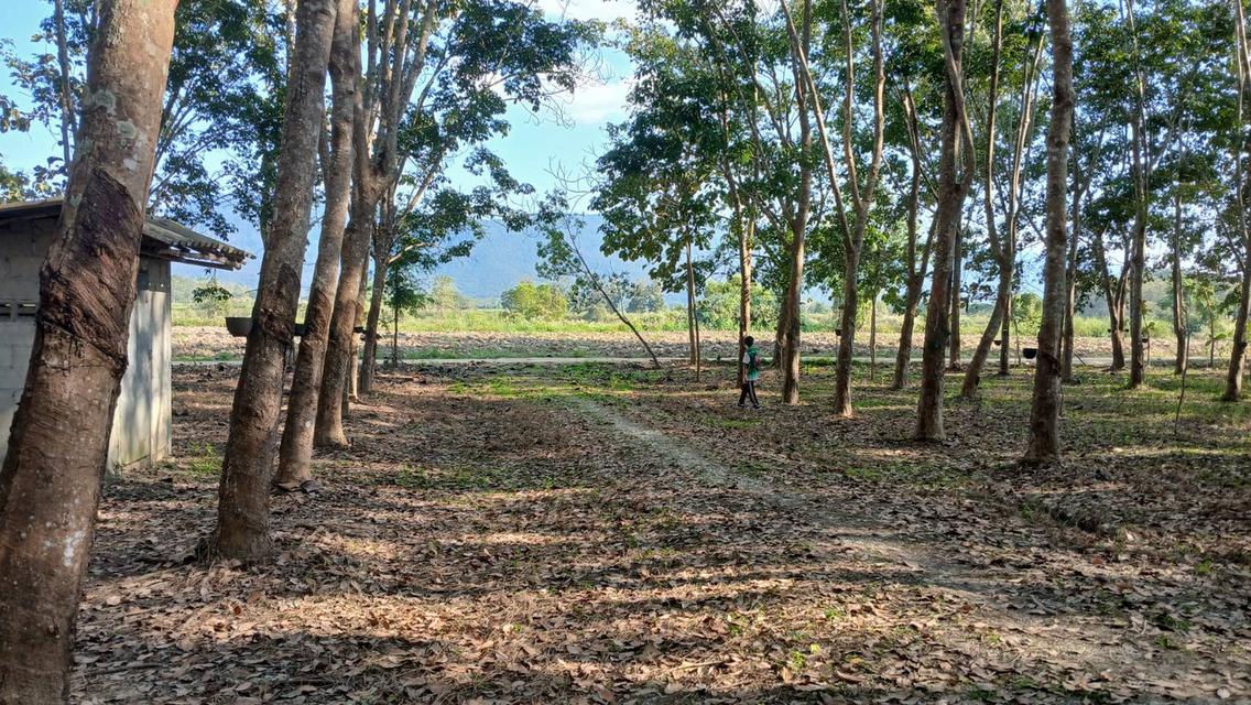 ที่ดินสวนยางมีผลไม้แซมหลากหลาย มีต้นสักขนาดใหญ่ และมีโฉนด 10