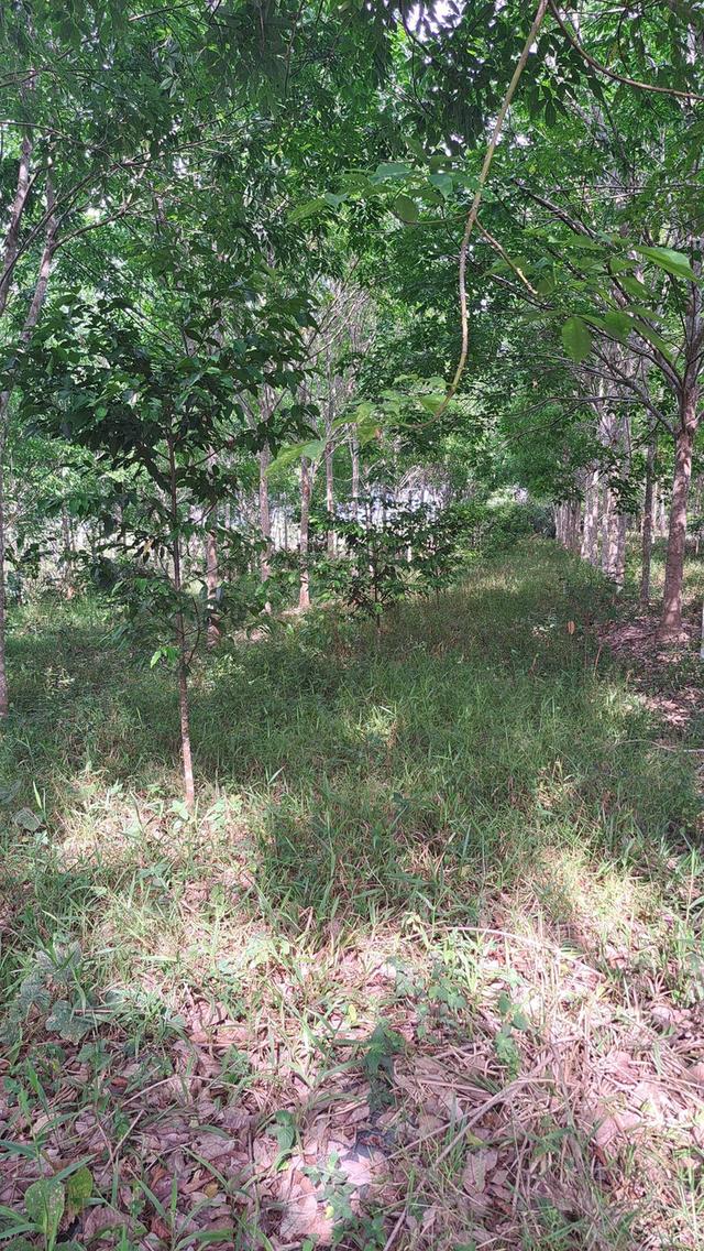 ที่ดินโฉนด ติดถนนสาธารณะ และ ไฟฟ้าเข้าถึง สวนยางนครศรีธรรมราช 1