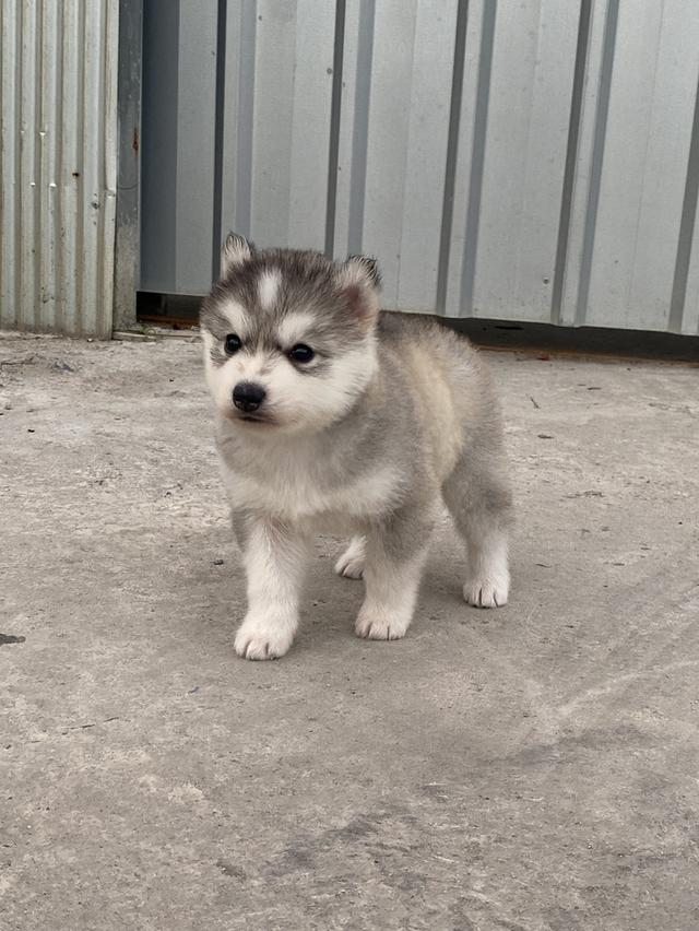 ไซบีเรียน เพศเมีย อายุ35วัน รูปที่ 4