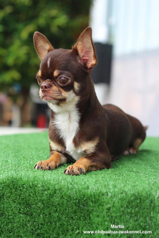 จำหน่ายลูกสุนัขชิวาวา