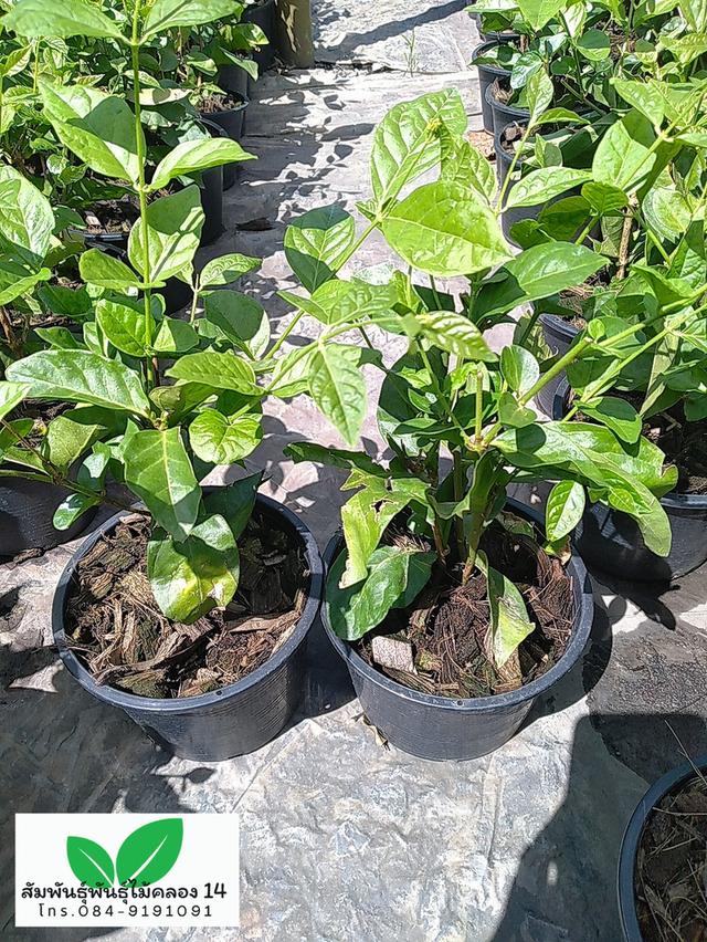 มะลิลา ต้นมะลิลา